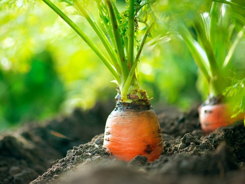 Нужно ли поливать морковь в августе и сентябре, чтобы увеличить урожайность— Сделай себя сама